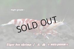 画像1: RED FARM  Tiger bee  shrimp