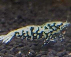 画像1: Aqua  Nikotto  CRONUS  BLACK綺麗な種親メス1匹