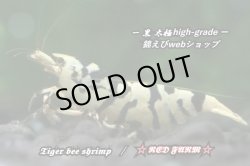 画像1: K様　ご予約分　【RED FARM】Tiger bee  shrimp 黒太極 high-grade ♀