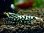 画像4: HYshrimp  ギャラクシーフィッシュボーン 雌個体 (4)