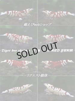 画像2: (K様御予約分)  【RED FARM】Tiger bee  shrimp / 太極 4p (抱卵個体1匹含)