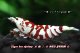 【RED FARM】Tiger bee  shrimp / 太極 ♀ 2匹(コンテストgrade) 7days