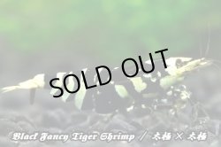 画像1: 【RED FARM】特選★Black Fancy Tiger Shrimp★🉐 high-grade 5匹set★抱卵個体含★  ※  特選high-gradeセレクトです！