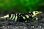 画像1: 【RED FARM】特選★Black Fancy Tiger Shrimp★🉐 high-grade 5匹set★抱卵個体含★  ※  特選high-gradeセレクトです！ (1)