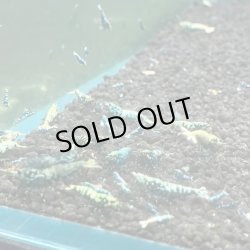 画像1: 【ちぇごエビ！】ブラックギャラクシー　ブルータイプ　稚エビ30匹お買得セット！