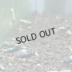 画像3: 【ちぇごエビ！】ブラックギャラクシー　ブルータイプ　稚エビ30匹お買得セット！