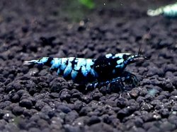 画像2: CO2  DIAMOND BLACK  メス　1匹