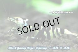 画像1: 【RED FARM】 特選 ★ Black Fancy Tiger Shrimp ★ high-grade W抱卵 trio ★ 抱卵個体2匹含 ★  ※ 黒太極×黒太極 累代お勧めW抱卵個体 trio❣️ 美個体‼️
