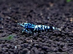 画像1: CO2  DIAMOND BLACK  オス  1匹