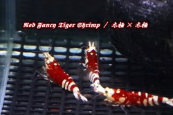 画像1: 【RED FARM】特選 ★ Red Fancy Tiger Shrimp 12p ★ 太極×太極 ★ 抱卵個体含 ★  ※ お勧め🉐赤勝ちやや多め綺麗どころ♀個体8匹(抱卵個体1匹含)♂個体3匹set‼️