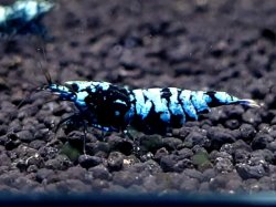 画像1: CO2  DIAMOND BLACK  メス　1匹