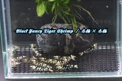 画像2: 【RED FARM】特選 ★ Black Fancy Tiger Shrimp 12p ★ 太極×太極 ★ 抱卵個体2匹含 ★  ※ 即戦力！お勧め🉐綺麗どころ♀個体8匹(抱卵個体2匹含)♂個体4匹set‼️