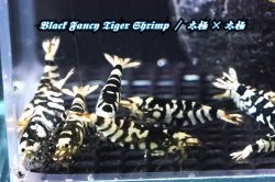 画像3: 【RED FARM】特選 ★ Black Fancy Tiger Shrimp 12p ★ 太極×太極 ★ 抱卵個体2匹含 ★  ※ 即戦力！お勧め🉐綺麗どころ♀個体8匹(抱卵個体2匹含)♂個体4匹set‼️