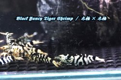 画像4: 【RED FARM】特選 ★ Black Fancy Tiger Shrimp 12p ★ 太極×太極 ★ 抱卵個体2匹含 ★  ※ 即戦力！お勧め🉐綺麗どころ♀個体8匹(抱卵個体2匹含)♂個体4匹set‼️