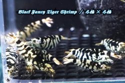 画像1: 【RED FARM】特選 ★ Black Fancy Tiger Shrimp 12p ★ 太極×太極 ★ 抱卵個体2匹含 ★  ※ 即戦力！お勧め🉐綺麗どころ♀個体8匹(抱卵個体2匹含)♂個体4匹set‼️