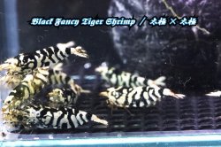 画像5: 【RED FARM】特選 ★ Black Fancy Tiger Shrimp 12p ★ 太極×太極 ★ 抱卵個体2匹含 ★  ※ 即戦力！お勧め🉐綺麗どころ♀個体8匹(抱卵個体2匹含)♂個体4匹set‼️
