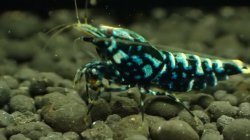 画像1: 渚shrimp  Blue GALAXY 水槽内全部30匹以上