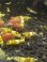 画像4: 渚shrimp  CGS  high-grade水槽より10匹 (4)