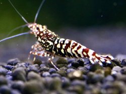 画像2: 【しまえび】Diamond RED contestgrade ♂
