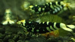 画像4: 渚shrimp　黒ファンシータイガーハイグレード水槽より　20匹