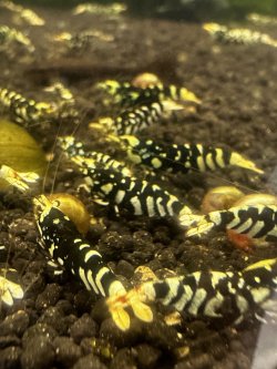 画像2: 渚shrimp　黒ファンシータイガーハイグレード水槽より　20匹