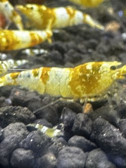 画像3: 渚shrimp  CGS  high-grade水槽より10匹