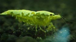 画像2: 渚shrimp  GOLD GALAXY水槽内より30匹