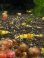画像5: 渚shrimp  CGS  high-grade水槽より10匹 (5)