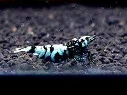 画像2: CO2  DIAMOND BLACK  抱卵メス　1匹