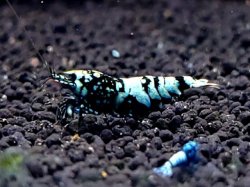 画像1: CO2  DIAMOND BLACK  抱卵メス　1匹