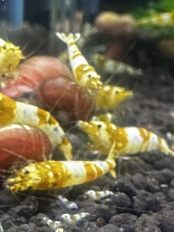 画像2: 渚shrimp  CGS  high-grade水槽より10匹