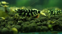 画像3: 渚shrimp　黒ファンシータイガーハイグレード水槽より　20匹