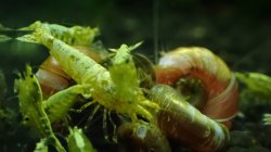 画像3: 渚shrimp  GOLD GALAXY水槽内より30匹
