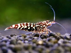画像1: 【しまえび】Diamond RED contestgrade ♂