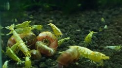 画像1: 渚shrimp  GOLD GALAXY水槽内より30匹