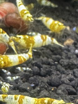 画像1: 渚shrimp  CGS  high-grade水槽より10匹