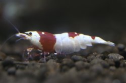 画像3: 雅えび　レッドビーシュリンプ　メス