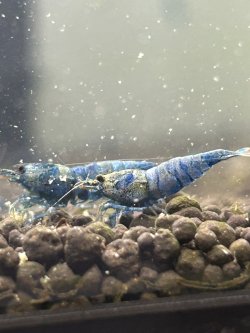 画像1: jack•shrimp  サファイアターコイズ即戦力サイズ5匹セット