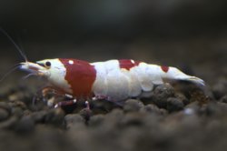 画像1: 雅えび　レッドビーシュリンプ　メス