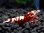 画像2: アリエル　DIAMOND RED　初抱卵　1匹 (2)