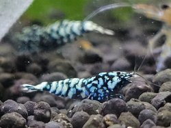 画像1: jack•shrimp ダイヤモンドオスメスペア個体