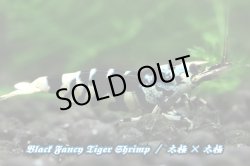 画像1: 【RED FARM】特選 ★ Black Fancy Tiger Shrimp ★ high-grade / ♂2匹・♀3匹★ 抱卵個体2匹含