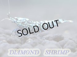 画像1: ☆∞錦えび∞☆  DIAMOND　BLACK　4匹ワクワクセット！