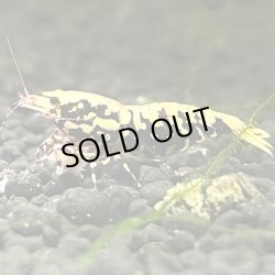 画像1: 【ちぇごエビ！】 レッドギャラクシー　 親個体10匹プラス 稚エビ30匹お買得セット！ 合計40匹です。