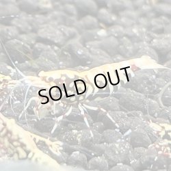 画像2: 【ちぇごエビ！】 レッドギャラクシー　 親個体10匹プラス 稚エビ30匹お買得セット！ 合計40匹です。