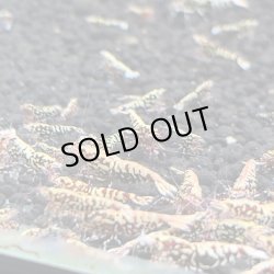 画像3: 【ちぇごエビ！】 レッドギャラクシー　 親個体10匹プラス 稚エビ30匹お買得セット！ 合計40匹です。