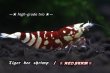 画像1: 【RED FARM】Tiger bee  shrimp / 太極 high-grade . trio : 3匹(抱卵個体含)