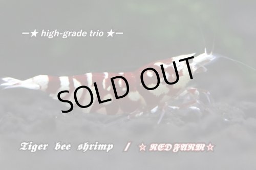 画像1: 【RED FARM】Tiger bee  shrimp / 太極 high-grade . trio : 3匹(抱卵個体含)