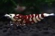 画像2: 【RED FARM】Tiger bee  shrimp / 太極 high-grade . trio : 3匹(抱卵個体含)