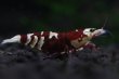 画像4: 【RED FARM】Tiger bee  shrimp / 太極 high-grade . trio : 3匹(抱卵個体含)